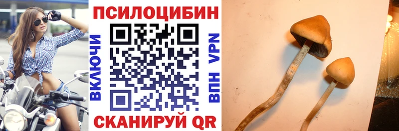 omg как зайти  Будённовск  Галлюциногенные грибы Cubensis 